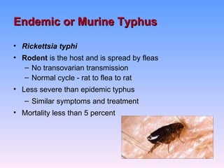 Endemic or Murine Typhus

• Rickettsia typhi
• Rodent is the host and is spread by fleas
   – No transovarian transmission
   – Normal cycle - rat to flea to rat
• Less severe than epidemic typhus
   – Similar symptoms and treatment
• Mortality less than 5 percent
 