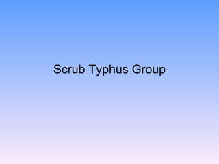 Scrub Typhus Group
 