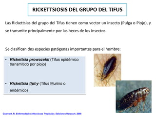 RICKETTSIOSIS DEL GRUPO DEL TIFUS

  Las Rickettsias del grupo del Tifus tienen como vector un insecto (Pulga o Piojo), y
  se transmite principalmente por las heces de los insectos.



  Se clasifican dos especies patógenas importantes para el hombre:

  • Rickettsia prowazekii (Tifus epidémico
    transmitido por piojo)



  • Rickettsia tiphy (Tifus Murino o
      endémico)




Guerrant, R. Enfermedades infecciosas Tropicales. Ediciones Harcourt. 2000
 