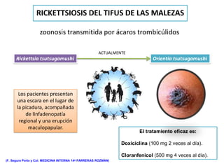 RICKETTSIOSIS DEL TIFUS DE LAS MALEZAS

                    zoonosis transmitida por ácaros trombicúlidos

                                                      ACTUALMENTE
      Rickettsia tsutsugamushi                                               Orientia tsutsugamushi




       Los pacientes presentan
      una escara en el lugar de
      la picadura, acompañada
          de linfadenopatía
       regional y una erupción
            maculopapular.
                                                                        El tratamiento eficaz es:

                                                                Doxiciclina (100 mg 2 veces al día).

                                                                Cloranfenicol (500 mg 4 veces al día).
(F. Segura Porta y Col. MEDICINA INTERNA 14º FARRERAS ROZMAN)
 