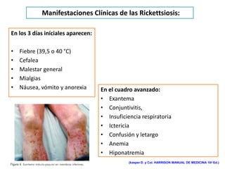 Manifestaciones Clínicas de las Rickettsiosis:

En los 3 días iníciales aparecen:

•   Fiebre (39,5 o 40 °C)
•   Cefalea
•   Malestar general
•   Mialgias
•   Náusea, vómito y anorexia       En el cuadro avanzado:
                                    • Exantema
                                    • Conjuntivitis,
                                    • Insuficiencia respiratoria
                                    • Ictericia
                                    • Confusión y letargo
                                    • Anemia
                                    • Hiponatremia
                                               (kasper D. y Col. HARRISON MANUAL DE MEDICINA 16ª Ed.)
 