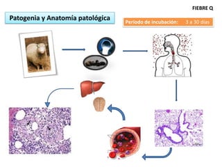FIEBRE Q
Patogenia y Anatomía patológica   Período de incubación:   3 a 30 días
 