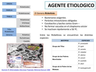 ORDEN
                            Rickettsiales                             AGENTE ETIOLOGICO
      FAMILIA
                          Rickettsiaceae          El Genero Rickettsia:
       TRIBUS
                                                             •   Bacterianos exigentes
                            Rickettsieae
                                                             •   Parásitos intracelulares obligados
                               Erlichieae                    •   Cocobacilos y bacilos cortos Gram –
                           Wolbachieae                       •   No formar vacuolas en el citoplasma celular
       Tribu                                                 •   Se inactivan rápidamente a 56 ºC.
    Rickettsieae
      Géneros                  Rickettsia                 Entre las Rickettsias se encuentran las distintas
                           Rochalimaea                    especies:
                                 Coxiella                                              BIOTIPOS               ESPECIES
                                                                                                         R. prowazekii
                                                                             Grupo del Tifus             R. typhi
                                                                                                         R. canada
                                                                                                         R. rickettsii
                                                                                                         R. sibirica
                                                                             Grupo de las Fiebres
                                                                                                         R. conorii
                                                                             Manchadas
                                                                                                         R. australis
                                                                                                         R. akari
                                                                             Grupo de la Fiebre de las
                                                                                                         R. tsutsugamushi
Guerrant, R. Enfermedades infecciosas Tropicales. Ediciones Harcourt. 2000   Malezas
 