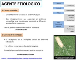 AGENTE ETIOLOGICO                                                              ORDEN
                                                                                             Rickettsiales
                                                                              FAMILIA
 El Género Coxiella:                                                                        Rickettsiaceae
                                                                               TRIBUS
    • Crecen formando vacuolas en la célula huésped                                           Rickettsieae
                                                                                                Erlichieae
    • Son microorganismos que presentan en ambiente
                                                                                             Wolbachieae
      extracelular una considerable resistencia a diferentes
                                                                                Tribu
      agentes físicos y químicos.                                            Rickettsieae
                                                                              Géneros           Rickettsia
    Entre el genero Coxiella se encuentran la especie:
                                                                                             Rochalimaea
                   Coxiella burnetii
                                                                                                  Coxiella

 El Género Rochalimaea:

    • Se multiplican en el artrópodo vector en ambiente
      extracelular

    • Se cultivan en ciertos medios bacteriológicos.

    Entre el género Rochalimaea se encuentran la especie:

                             Rochalimaea quintana

Guerrant, R. Enfermedades infecciosas Tropicales. Ediciones Harcourt. 2000
 