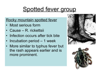 Spotted fever group
Rocky mountain spotted fever
• Most serious form
• Cause – R. rickettsii
• Infection occurs after tick bite
• Incubation period – 1 week
• More similar to typhus fever but
the rash appears earlier and is
more prominent.
 