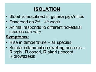 ISOLATION
• Blood is inoculated in guinea pigs/mice.
• Observed on 3rd
– 4th
week.
• Animal responds to different rickettsial
species can vary
Symptoms:
• Rise in temperature – all species.
• Scrotal inflammation,swelling,necrosis –
R.typhi, R.conori, R.akari ( except
R.prowazekii)
 