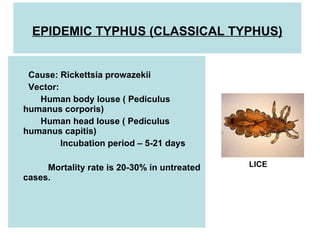 EPIDEMIC TYPHUS (CLASSICAL TYPHUS)
Cause: Rickettsia prowazekii
Vector:
Human body louse ( Pediculus
humanus corporis)
Human head louse ( Pediculus
humanus capitis)
Incubation period – 5-21 days
Mortality rate is 20-30% in untreated
cases.
LICE
 