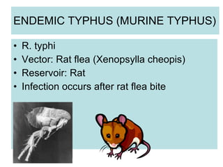 ENDEMIC TYPHUS (MURINE TYPHUS)
• R. typhi
• Vector: Rat flea (Xenopsylla cheopis)
• Reservoir: Rat
• Infection occurs after rat flea bite
 