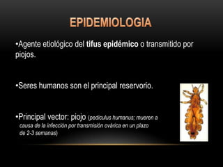 •Agente etiológico del tifus epidémico o transmitido por
piojos.
•Seres humanos son el principal reservorio.
•Principal vector: piojo (pediculus humanus; mueren a
causa de la infección por transmisión ovárica en un plazo
de 2-3 semanas)
 