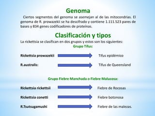 Genoma
Ciertos segmentos del genoma se asemejan al de las mitocondrias. El
genoma de R. prowazekii se ha descifrado y contiene 1.111.523 pares de
bases y 834 genes codificadores de proteínas.
Clasificación y tipos
La rickettsia se clasifican en dos grupos y estos son los siguientes:
Grupo Tifus:
Rickettsia prowazekii Tifus epidémico
R.australis: Tifus de Queensland
Grupo Fiebre Manchada o Fiebre Malucosa:
Rickettsia rickettsii Fiebre de Rocosas
Rickettsia conetti Fiebre botonosa
R.Tsutsugamushi Fiebre de las malezas.
 