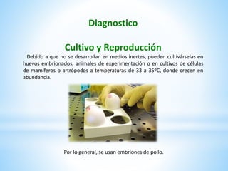 Diagnostico
Cultivo y Reproducción
Debido a que no se desarrollan en medios inertes, pueden cultivárselas en
huevos embrionados, animales de experimentación o en cultivos de células
de mamíferos o artrópodos a temperaturas de 33 a 35ºC, donde crecen en
abundancia.
Por lo general, se usan embriones de pollo.
 