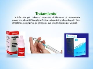 Tratamiento
La infección por rickettsia responde rápidamente al tratamiento
precoz con el antibiótico cloranfenicol, o bien tetraciclinas (siendo éste
el tratamiento empírico de elección), que se administran por vía oral.
 