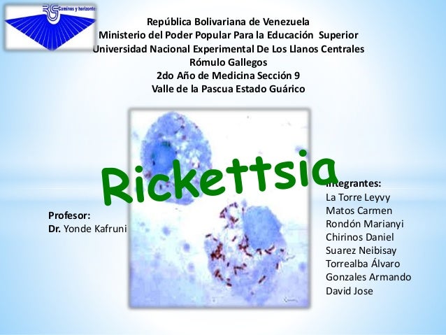 Rickettsia
