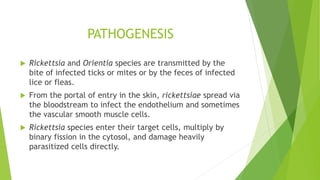 PATHOGENESIS
 Rickettsia and Orientia species are transmitted by the
bite of infected ticks or mites or by the feces of infected
lice or fleas.
 From the portal of entry in the skin, rickettsiae spread via
the bloodstream to infect the endothelium and sometimes
the vascular smooth muscle cells.
 Rickettsia species enter their target cells, multiply by
binary fission in the cytosol, and damage heavily
parasitized cells directly.
 