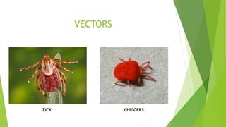 VECTORS
TICK CHIGGERS
 