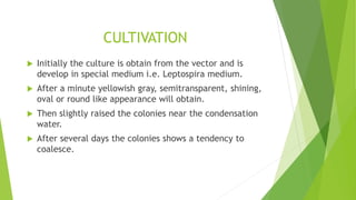 CULTIVATION
 Initially the culture is obtain from the vector and is
develop in special medium i.e. Leptospira medium.
 After a minute yellowish gray, semitransparent, shining,
oval or round like appearance will obtain.
 Then slightly raised the colonies near the condensation
water.
 After several days the colonies shows a tendency to
coalesce.
 