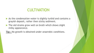 CULTIVATION
 As the condensation water is slightly turbid and contains a
grayish deposit, rather then sticky sediment.
 The old strains grow well on broth which shows slight
milky appearance.
Tip:- No growth is obtained under anaerobic conditions.
 