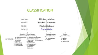 CLASSIFICATION
 