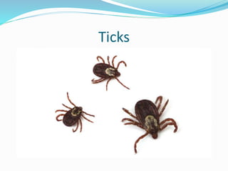 Ticks
 