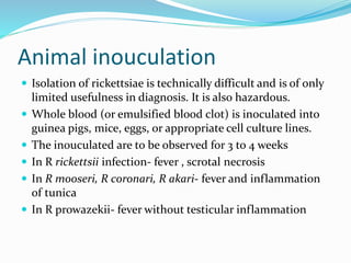 Animal inouculation
 Isolation of rickettsiae is technically difficult and is of only
limited usefulness in diagnosis. It is also hazardous.
 Whole blood (or emulsified blood clot) is inoculated into
guinea pigs, mice, eggs, or appropriate cell culture lines.
 The inouculated are to be observed for 3 to 4 weeks
 In R rickettsii infection- fever , scrotal necrosis
 In R mooseri, R coronari, R akari- fever and inflammation
of tunica
 In R prowazekii- fever without testicular inflammation
 