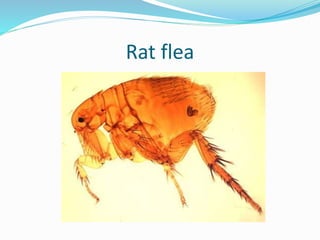Rat flea
 