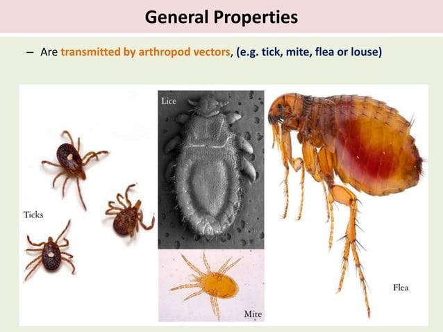Rickettsia by Dr. Rakesh Prasad Sah.pptx | Infectious Diseases ...