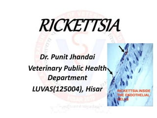 RICKETTSIA
Dr. Punit Jhandai
Veterinary Public Health
Department
LUVAS(125004), Hisar RICKETTSIA INSIDE
THE ENDOTHELIAL
CELLS
 