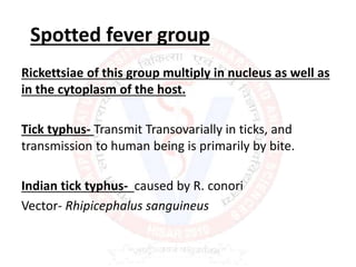 Spotted fever group
Rickettsiae of this group multiply in nucleus as well as
in the cytoplasm of the host.
Tick typhus- Transmit Transovarially in ticks, and
transmission to human being is primarily by bite.
Indian tick typhus- caused by R. conori
Vector- Rhipicephalus sanguineus
 
