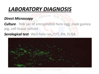 LABORATORY DIAGNOSIS
Direct Microscopy
Culture- Yolk sac of emryonated hens egg, male guinea
pig, cell tissue culture
Serological test- Weil Felix rxn, CFT, IFA, ELISA
 