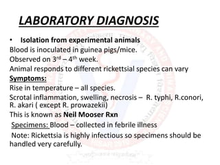 LABORATORY DIAGNOSIS
• Isolation from experimental animals
Blood is inoculated in guinea pigs/mice.
Observed on 3rd – 4th week.
Animal responds to different rickettsial species can vary
Symptoms:
Rise in temperature – all species.
Scrotal inflammation, swelling, necrosis – R. typhi, R.conori,
R. akari ( except R. prowazekii)
This is known as Neil Mooser Rxn
Specimens: Blood – collected in febrile illness
Note: Rickettsia is highly infectious so specimens should be
handled very carefully.
 