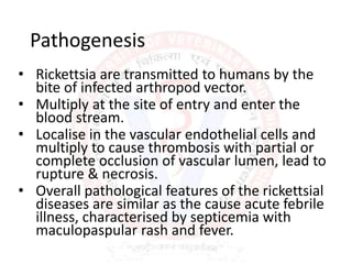 Pathogenesis
• Rickettsia are transmitted to humans by the
bite of infected arthropod vector.
• Multiply at the site of entry and enter the
blood stream.
• Localise in the vascular endothelial cells and
multiply to cause thrombosis with partial or
complete occlusion of vascular lumen, lead to
rupture & necrosis.
• Overall pathological features of the rickettsial
diseases are similar as the cause acute febrile
illness, characterised by septicemia with
maculopaspular rash and fever.
 