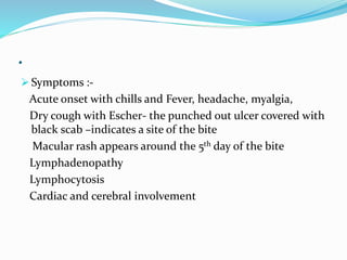 .
 Symptoms :-
Acute onset with chills and Fever, headache, myalgia,
Dry cough with Escher- the punched out ulcer covered with
black scab –indicates a site of the bite
Macular rash appears around the 5th day of the bite
Lymphadenopathy
Lymphocytosis
Cardiac and cerebral involvement
 