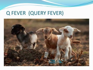 Q FEVER (QUERY FEVER)
 