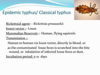 Epidemic typhus/ Classical typhus
Rickettsial agent: - Rickettsia prowazekii
Insect vector :- Louse
Mammalian Reservoir :- Human, flying squirrels
Transmission :-
Human to human via louse vector, directly in blood, or
as the contaminated louse feces is scratched into the bite
wound, or inhalation of infected louse feces or dust.
Incubation period: 5-21 days
 