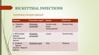 Typhus Vector Rickettsiae and chlamydiae 1 | PPTX