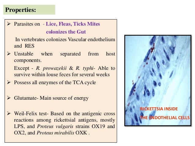 Rickettsial Diseases