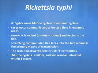 Rickettsia typhi
• R. typhi causes Murine typhus or endemic typhus.
• cases occur commonly and a few at a time in endemic
areas.
• reservoir is rodent (murine = rodent) and vector is the
flea.
• scratching contaminated flea feces into the bite wound is
the primary means of transmission.
• The rash is backwards here: trunk  extremities.
• Murine typhus is milder, and will resolve untreated
within 3 weeks.
 