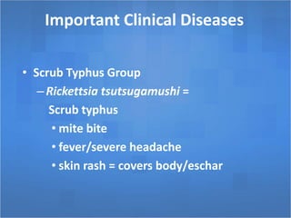 Important Clinical Diseases
• Scrub Typhus Group
–Rickettsia tsutsugamushi =
Scrub typhus
• mite bite
• fever/severe headache
• skin rash = covers body/eschar
 