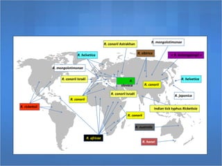 R. rickettsii
R. africae
R. conorii
R. conorii
R.
slovaca
R. conorii Astrakhan
R. conorii Israël
R. australis
R. honei
Indian tick typhus Rickettsia
R. japonica
R. mongolotimonae
R. helvetica
R. mongolotimonae
R. sibirica
R. conorii
R. conorii Israël
« R. heilongjiangii »
R. helvetica
 