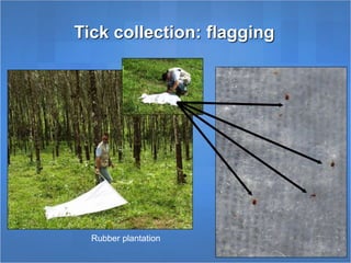 Tick collection: flagging
Rubber plantation
 
