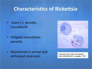 Characteristics of Rickettsia
• Gram (-), Aerobic,
Coccobacilli
• Obligate intracellular
parasite.
• Maintained in animal and
arthropod reservoirs
 