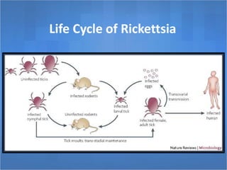 Life Cycle of Rickettsia
 