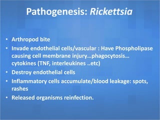 Pathogenesis: Rickettsia
• Arthropod bite
• Invade endothelial cells/vascular : Have Phospholipase
causing cell membrane injury…phagocytosis…
cytokines (TNF, interleukines ..etc)
• Destroy endothelial cells
• Inflammatory cells accumulate/blood leakage: spots,
rashes
• Released organisms reinfection.
 