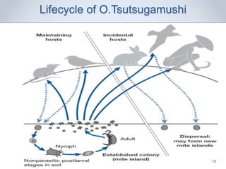 Lifecycle of O.Tsutsugamushi
17 Feb 2016 15
 