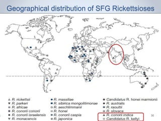 Geographical distribution of SFG Rickettsioses
17 Feb 2016 30
 