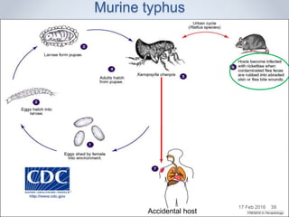 Murine typhus
Accidental host
17 Feb 2016 39
 