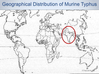 Geographical Distribution of Murine Typhus
17 Feb 2016 40
 