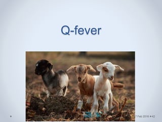 Q-fever
17 Feb 2016 42
 