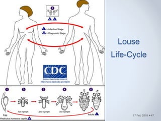 Louse
Life-Cycle
17 Feb 2016 47
 