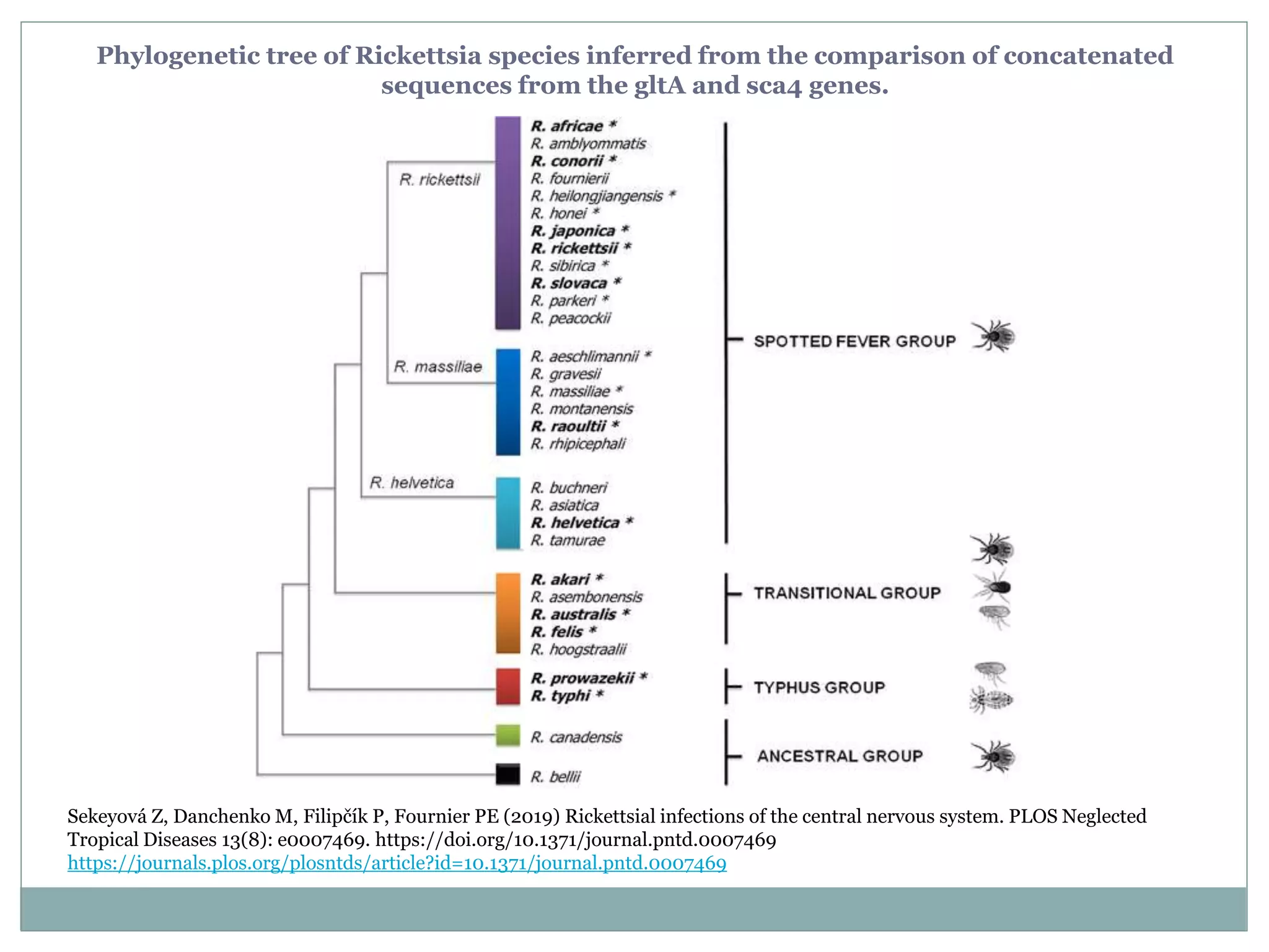 Rickettsial Infections and Its Neurological Manifesatations | PPTX